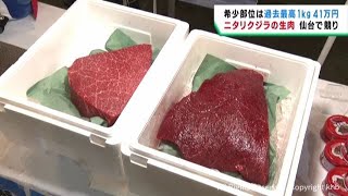 ニタリクジラ１キロ当たり最高額４１万円　仙台市中央卸売市場