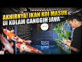 UPDATE KOLAM KOI JAVA 27 TON | KOI JUARA MASUK KE KOLAM PALING CANGGIH! PART 6