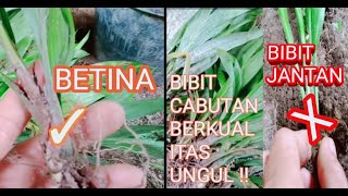 CARA MEMILIH BIBIT SAWIT CABUTAN || BERKUALITAS UNGUL !!