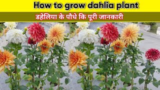 डहेलिया के पौधे कि पूरी जानकारी |🔴 dahlia plant cere tips | डहेलिया ज्यादा फुल लेने के लिए क्या करें