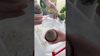 WATERING YOUR CACTUS