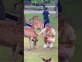 優しくなでなでしています👍外国人観光客🦌nara park