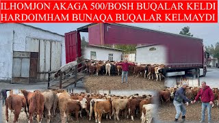 ILHOMJON AKANI 500/BOSH CHEMPION BUQALARI KELDI HARDOIMHAM BUNAQA BUQALAR KELMAYDI ZO’RLARI KELDI