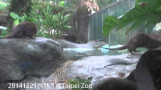 20141221-水獺三兄妹 大小金與金莎擦乾身體睡覺去 European Otter Cubs