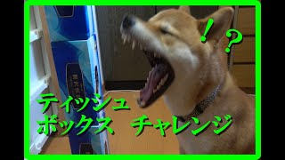 【柴犬】ティッシュボックスチャレンジ！？賢い柴犬は出来るのか！？