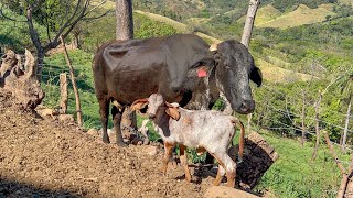 😱Así de hermoso va el ternero gyrolando miren cuánto terneros y terneras pequeñas hay 😱🐄