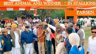 स्टैलियन पारसेन बना विजेता स्टैलियन केटेगरी में और बेस्ट एनिमन्ल भी रहा जोधपुर शो में