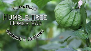 Tomatillo Pruning & Training