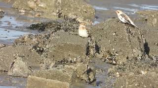 Sneeuwgors (Snow Bunting)