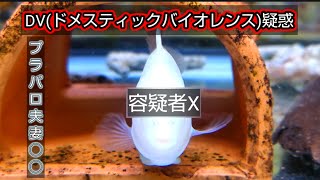 愛魚に悲しい出来事が有りました…