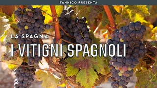 I vitigni spagnoli | Tannico Flying School