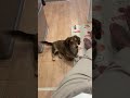 【フンフン】徐々に感情を表す犬