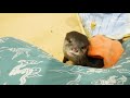 クチャラーカワウソのビンゴ食後に甘える otter bingo super cute eating series