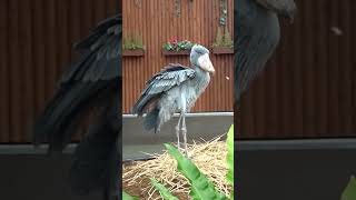 ちょっとだけお手入れ🌺taking care of myself★#ハシビロコウふたば🌱★shoebill Futaba★