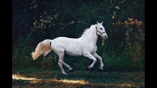 indiana grand derby horse race 2020