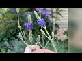 What Fernleaf aka Chicken feet Lavender looks like! Rare easy to grow lavender