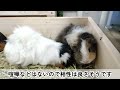 うさぎの主食の牧草 イネ科とマメ科の違いはこれです