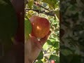 apple picking 🍎 asmr honey crisp #shorts