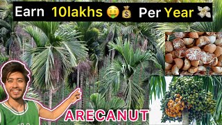 ARECA NUT FARMING / BETEL NUT FARMING IN INDIA ( ASSAM ) ..