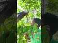 A boy sees a parrot and an eagle on a branch.part03#parrot #birds #nature #wildlife #new #animals