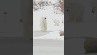 Mom \u0026 Cub Fact #6: The first years of a polar bear’s life are the most vulnerable.