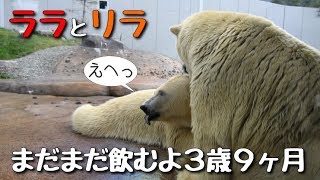 ホッキョクグマ　授乳後まったり