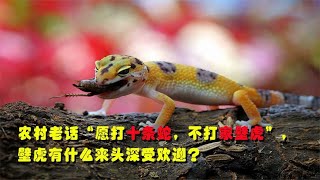 农村老话“愿打十条蛇，不杀家壁虎”，壁虎有什么来头深受欢迎？What is the origin of the gecko so popular?