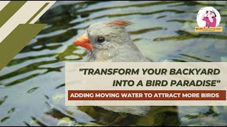 Add Moving Water to Attract More Birds