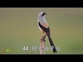 50 different kind of birds sweet singing 🎤 50 mukhtalif qisam k parindo ki awaz birds