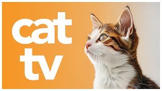 Ultimate Cat TV: Relaxing 4-Hour Nature Video for Happy Cats and Enrichment!  🐾🐱