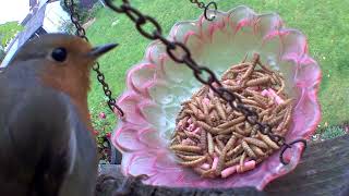 Bird Feeder Camera : 14 British Garden Bird Species - October 2022 Highlights