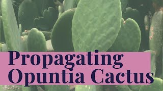 Opuntia for FREE! - How to plant & propagate Prickly Pear Cactus