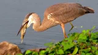 Dining on Dead Carp: NARRATED