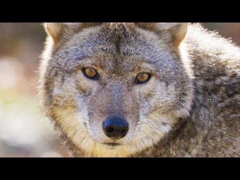Are coyotes aggressive towards humans?