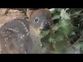 プーズー の赤ちゃん『ジュン』 埼玉県こども動物自然公園 2018年7月22日