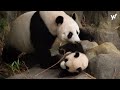 6 minutes of panda cub le le as he debuts at river wonders giant panda forest exhibit