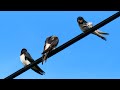 1484. jiřičky a vlaštovky common house martin barn swallow