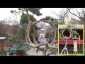 上野恩賜公園 2015年3月23 日