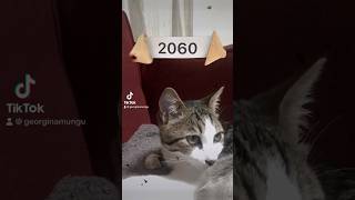 My cat got married last year!? #edit #meme #2023 #mittens @Siza2048-Vh2