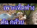 เพาะเห็ดฟาง ง่ายๆ EP2 #เพาะเห็ดฟาง #จ๊ะเอ๋channel #เห็ดฟางดอกใหญ่