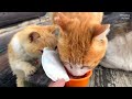 I visited Japan Cat Island, where there are more cats than people. Elderly people and cats coexist