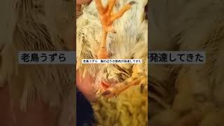 [うずら]老鳥うずら、歩けないけど這える。なので一部の筋肉が発達する！