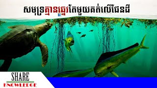 សមុទ្រតែមួយគត់លើផែនដីដែលគ្មានឆ្នេរ