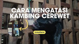 Cara Mengatasi Kambing Cerewet