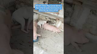 When This Pig Gave Birth, No One Expected Such a Shocking Outcome.#fyp #foryou