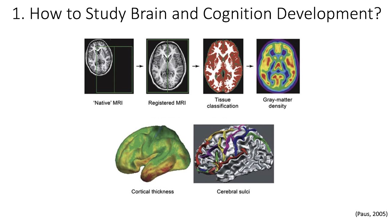 13.1. Neurodevelopment Study Tools, Fundamentals Of Cognitive ...