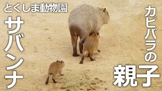 ママにべったり♡ カピバラの赤ちゃん【とくしま動物園】色んな動物たちが共存するサバンナエリア