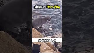 「交渉成立！猫と海の物々交換！」 #珍動画#おもしろ #珍事 #お笑い #cat #釣り #面白い #子猫 #かわいい #かわいい猫 #海釣り