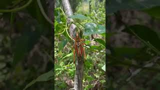 Giant Grasshopper