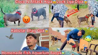 Homemade Fish Aquarium Bnaya🐠||Coco Pregnant Or Not ? Coco N Bhagat K Dost Ko Pakad Lea😨Lock LgaDea😰